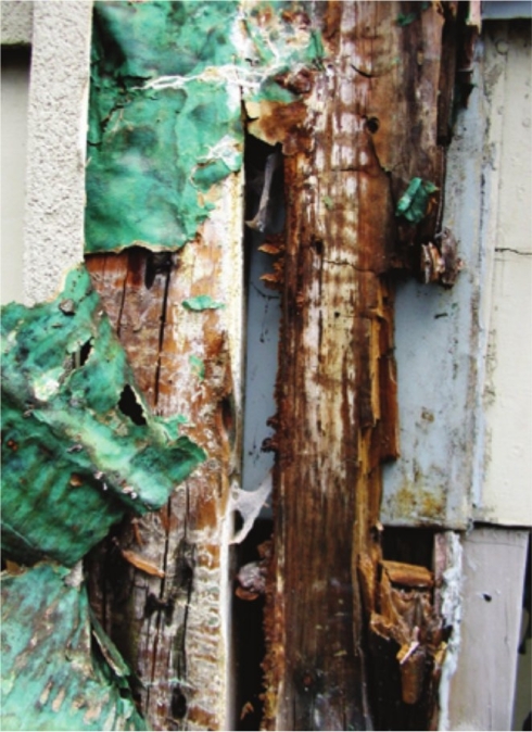 Heavily degraded framing caused by brown rot fungus within the wall cavity [photo Dirk Stahlhut]
