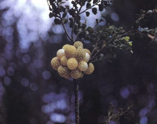 Cyttaria gunnii [photo Forest Research]