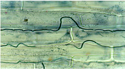 2016.08.07 endophyte